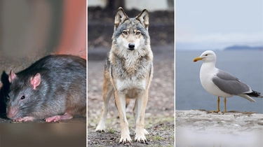 Dai lupi ai gabbiani (passando per i super ratti): perché gli animali stanno cambiando abitudini
