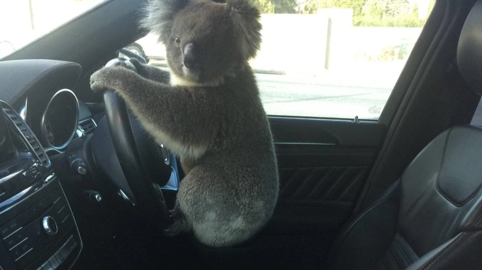 Il koala alla guida di una delle auto