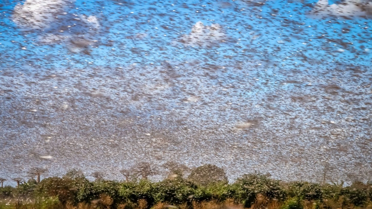 L'invasione delle locuste in Africa