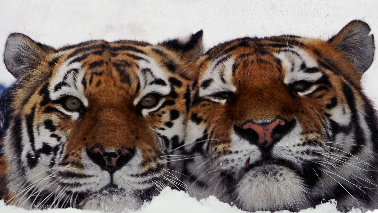 Tigri dell'Amur in una foto AFP