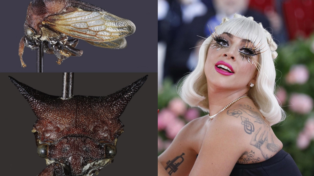 La nuova specie battezzata come Lady Gaga (Foto: Brendan Morris / Ansa)