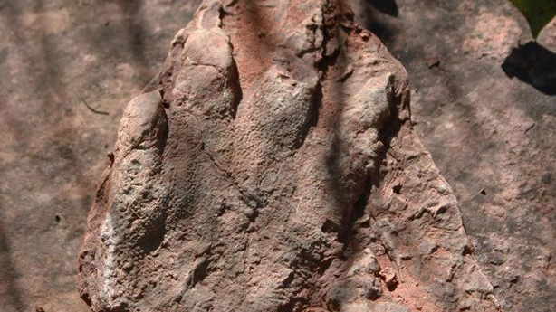 L'impronta di un dinosauro trovato vicino Barcellona (da sito cultura.gencat.cat)