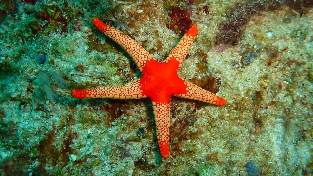 una stella marina dei mari tropicali - foto Rayjo Pixabay