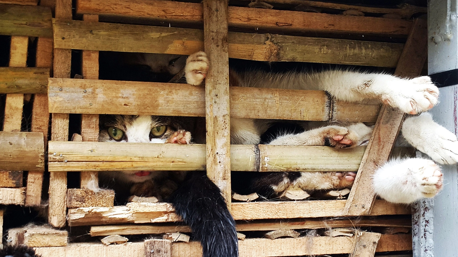 I gatti importati di contrabbando in Vietnam (Foto AFP)