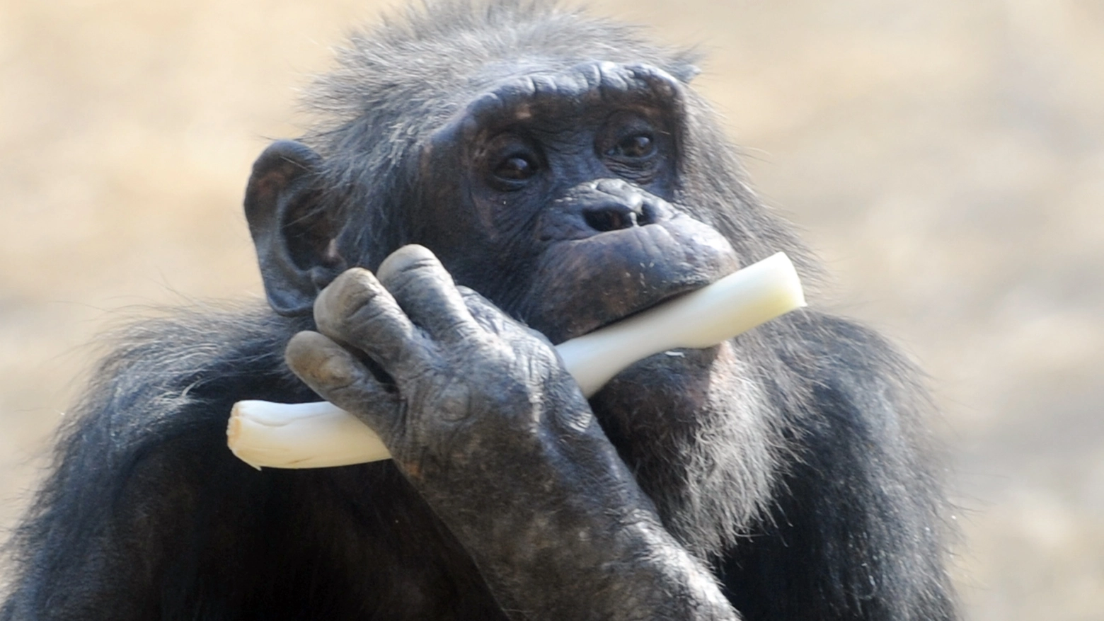 Scimpanzé in una foto AFP