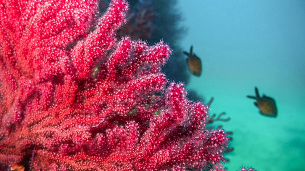 Le barriere coralline potrebbero sparire entro il 2100