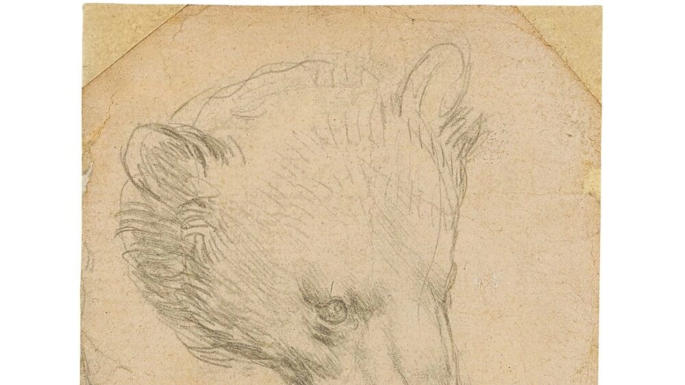 'La testa di un orso', disegno di Leonardo da Vinci (sito Christie's)