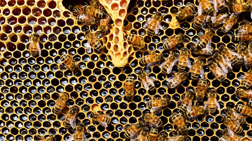Produzione del miele in crisi