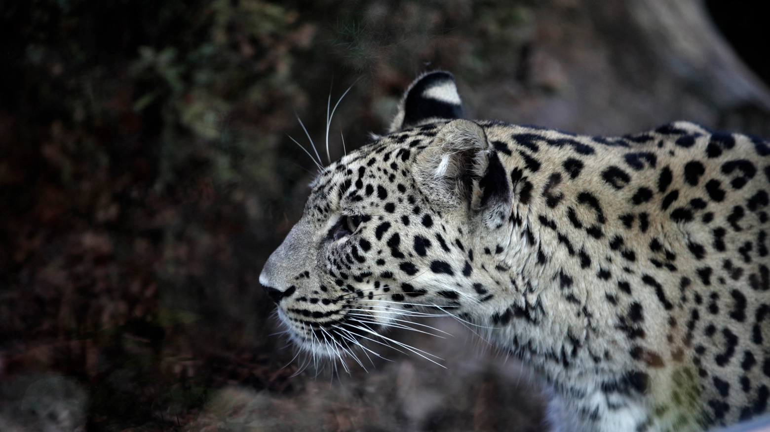 Leopardo in una foto L.Gallitto