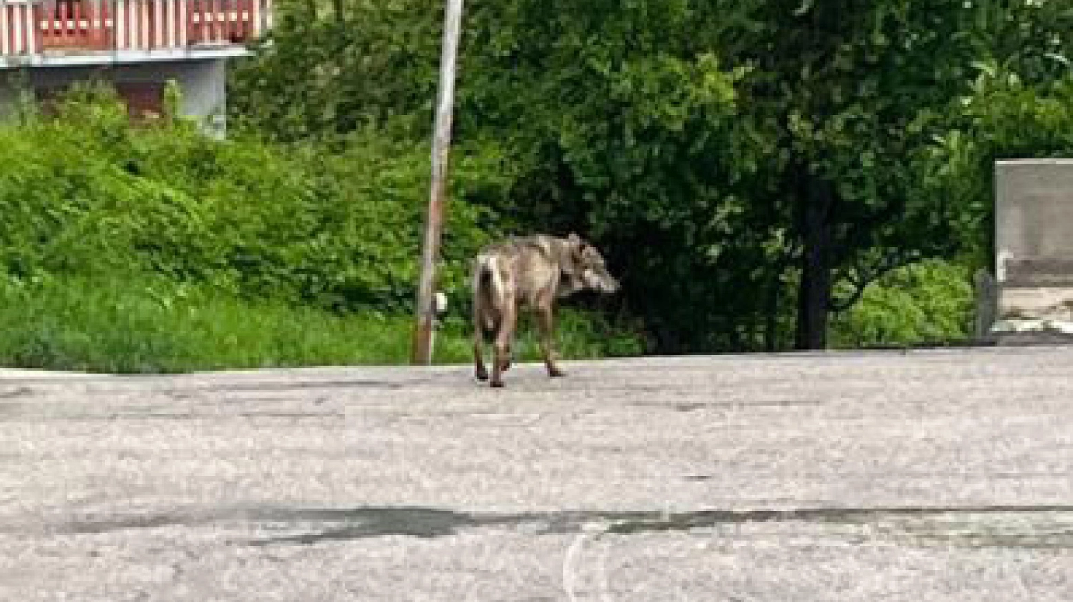 Lupo aggredisce un cane e la padrona in Abruzzo