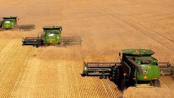 coltivazioni di grano