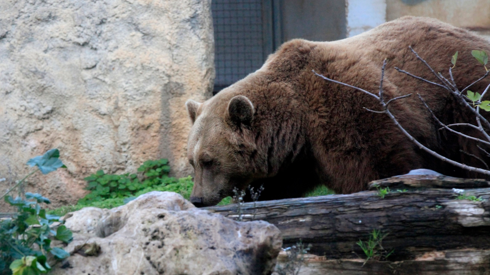 Orso in cattività in una foto L.Gallitto