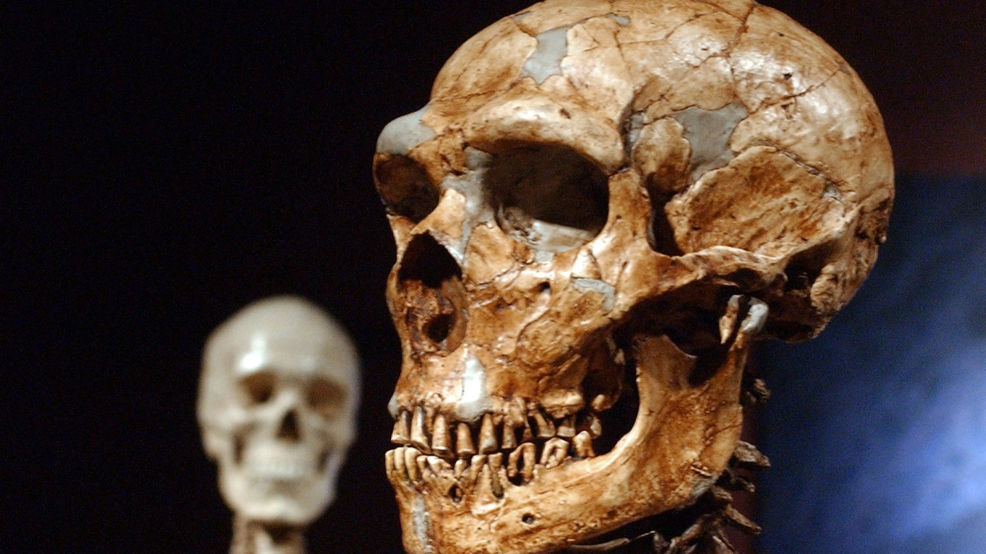 La ricostruzione dello scheletro di un uomo di Neanderthal (AP)
