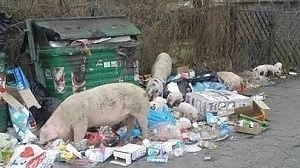 I maiali a Boccea in una foto di Repubblica.it diffusa dalla Lav