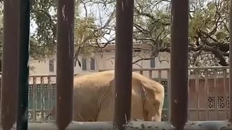 Noor Jehan, l'elefantessa triste dello zoo di Karachi