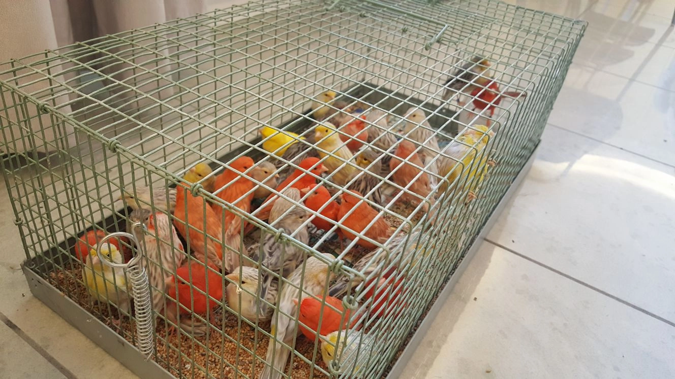 Alcuni degli uccelli sequestrati