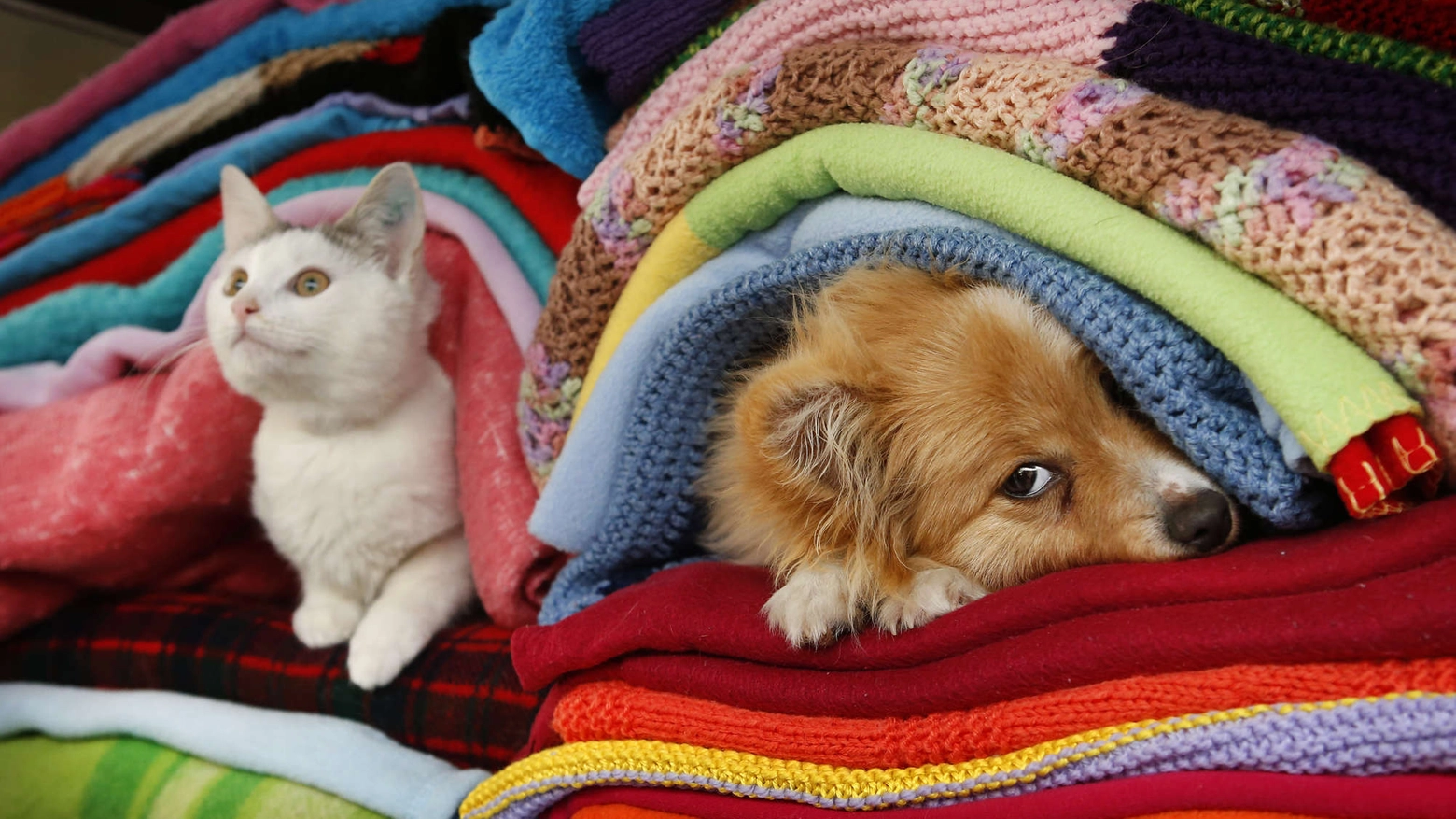 Cane e gatto tra le coperte (Olycom)