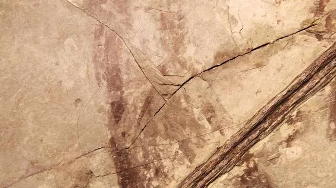In tumore più antico ha 1,7 mln di anni