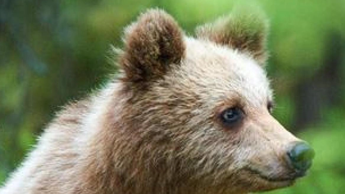 La Slovenia dà il via libera  all’abbattimento di 230 orsi  "Garantiamo la sicurezza dei cittadini"