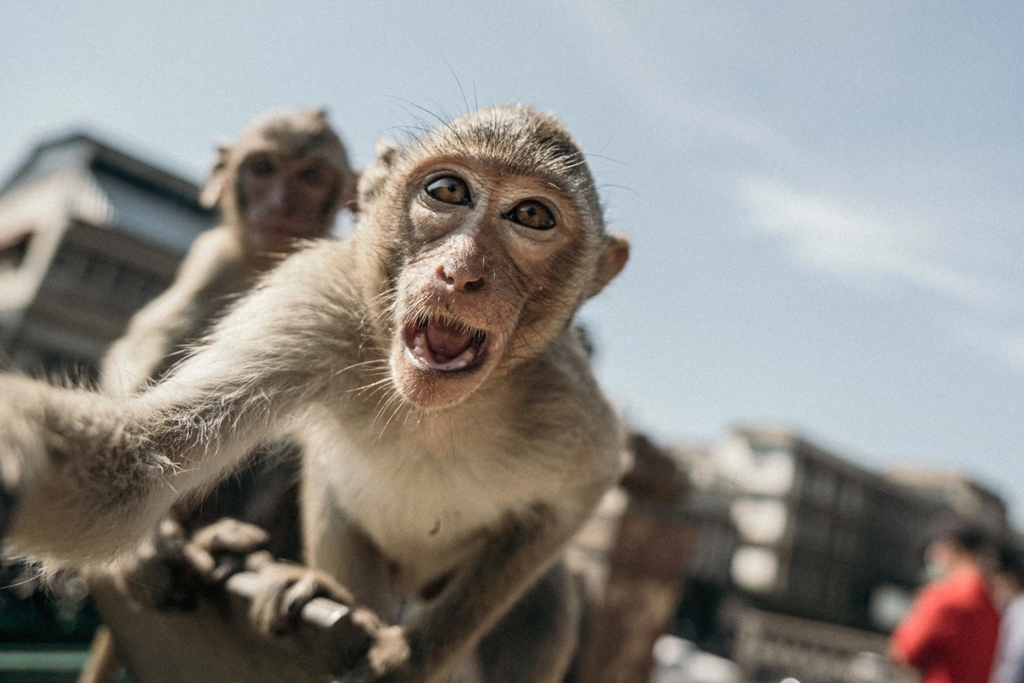 Vaiolo delle scimmie, la scienza s'interroga sul serbatoio del virus