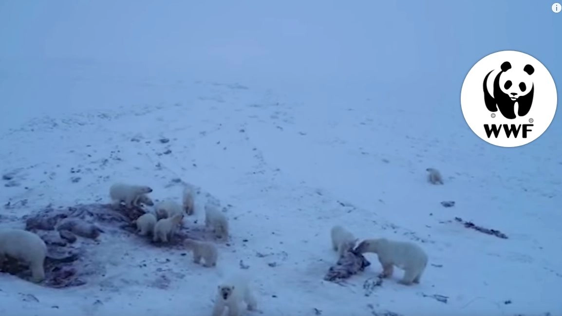 Clima, orsi polari in villaggio russo: un fermo immagine dal video del Wwf