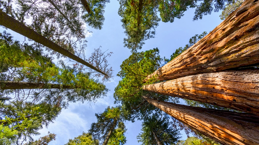 Il Redwood National Park, dove si trova l'albero più alto del mondo