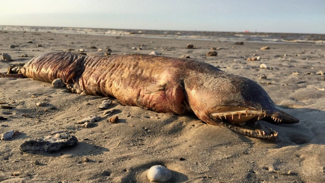 la strana creatura fotografata su una spiaggia del Texas dopo Harvey