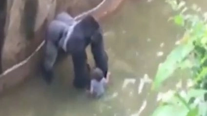 Gorilla e bambino a Cincinnati