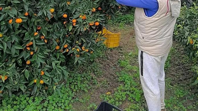 Clementine e mandarini cambiano per durare fino ad aprile