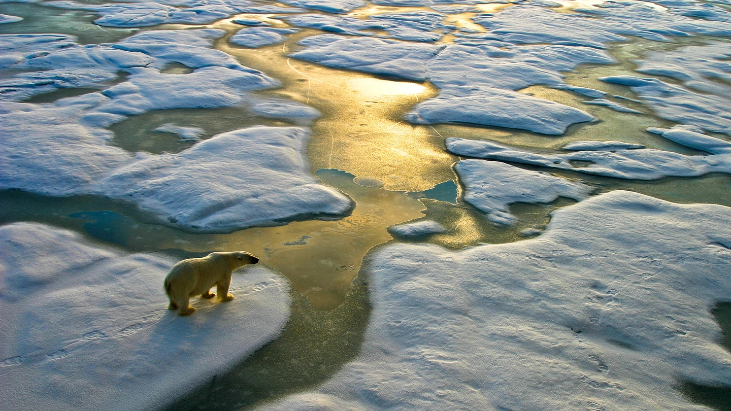 Un orso polare (foto iStock)