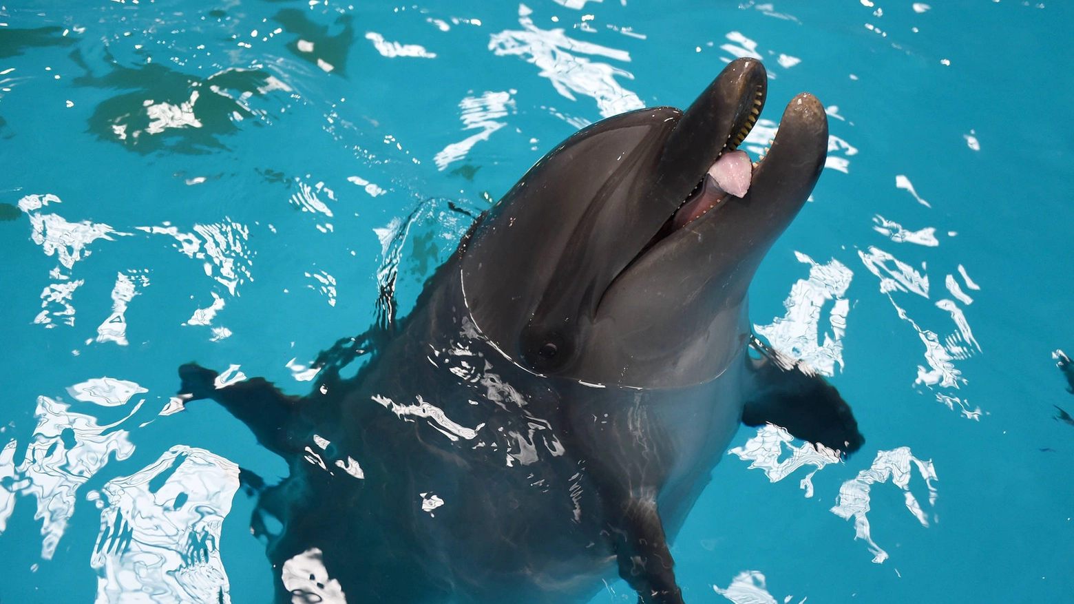 Delfino in cattività (Foto Olycom)