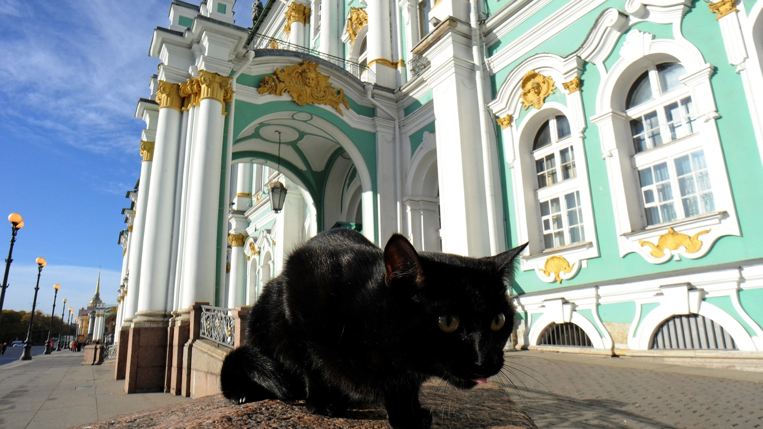 Uno dei gatti dell'Ermitage (Foto AFP)
