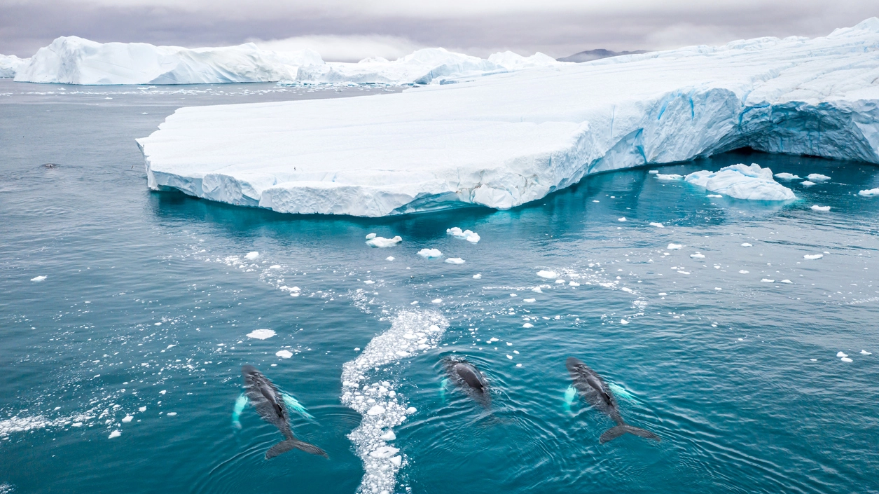Un gruppo di balene tra i ghiacci dell'Artico