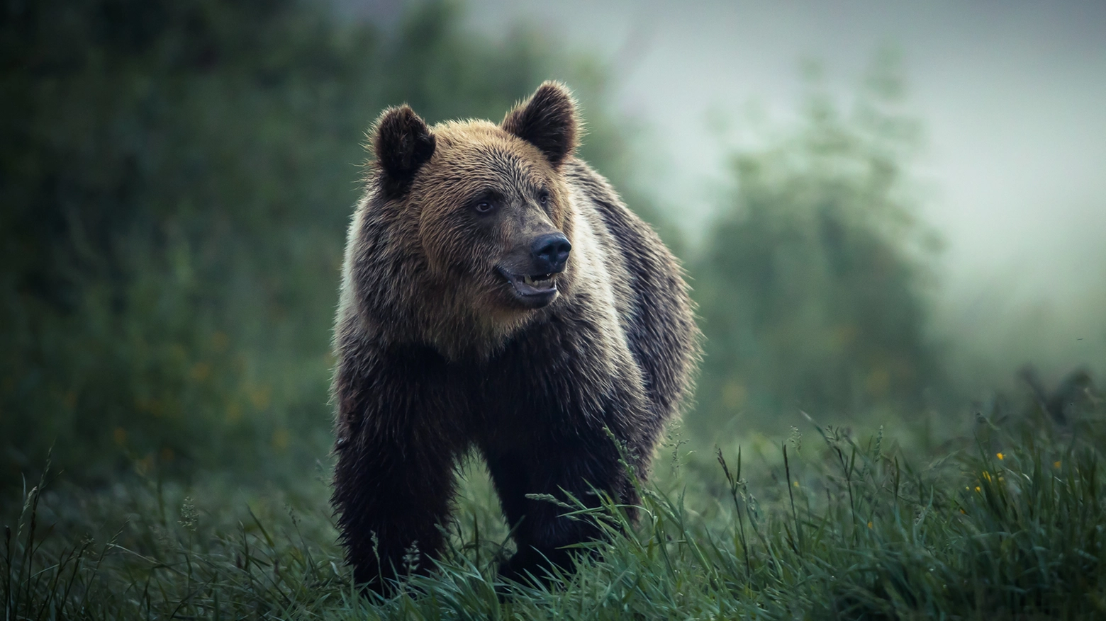 Un orso bruno europeo come quello che ha ucciso Andrea Papi in Trentino