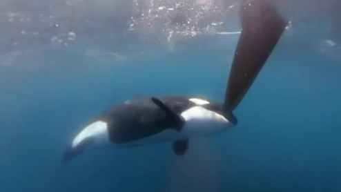 Nel frame video un'orca all'attacco di un timone durante la regata Ocean Race (Facebook)