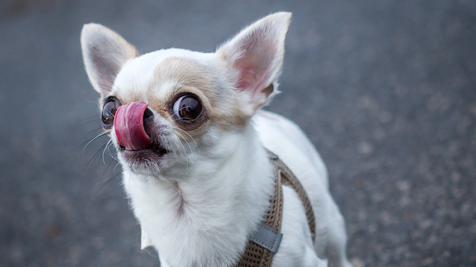 Chihuahua in una foto AFP