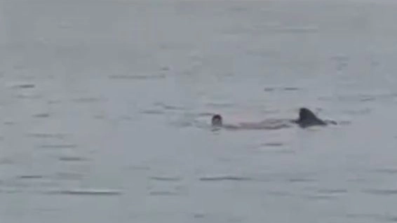 L'attacco di uno squalo a un bagnate russo in Egitto