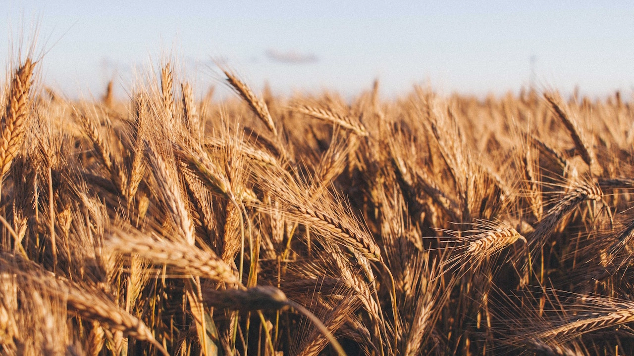Un campo di grano (credit: Pexels CC0)
