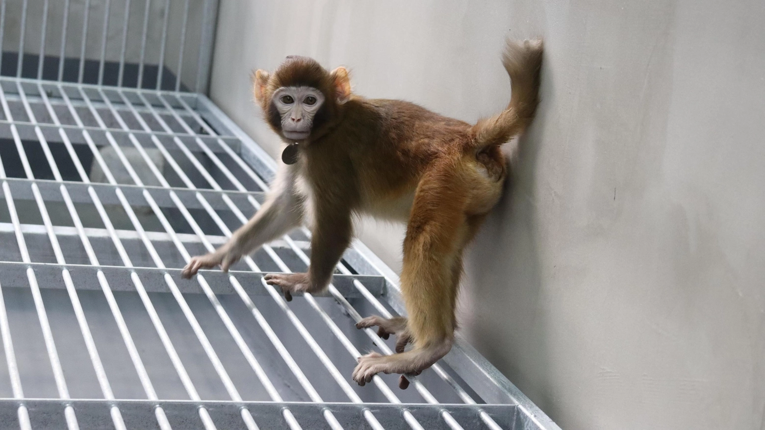 ReTro è il primo clone di una scimmia, un macaco rhesus vissuto per oltre due anni in buona salute (Ansa)