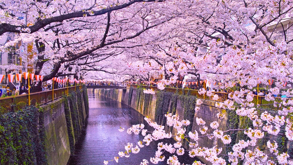 La fioritura dei ciliegi in Giappone