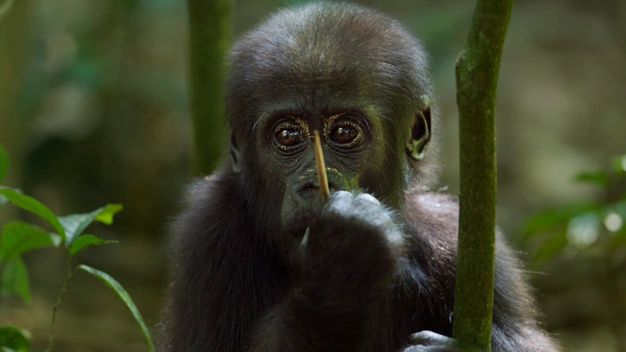 Giovane gorilla in una foto Wwf