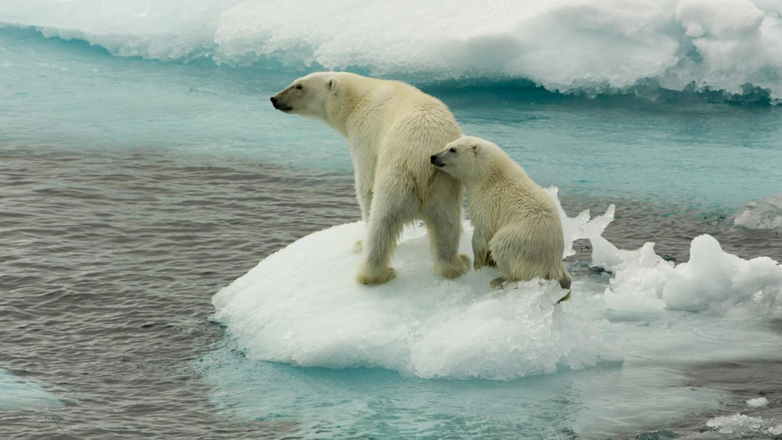 Tra gli animali in via di estinzione gli orsi polari