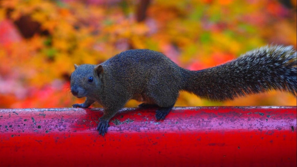 Il Tamiops maritimus formosanus, o "scoiattolo di Formosa" in un parco nella città di Kamakura