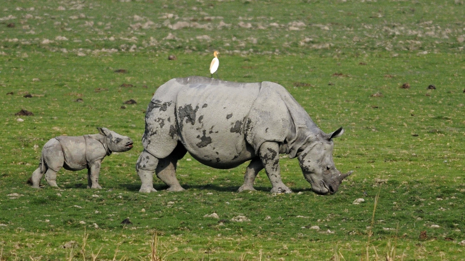 Rinoceronti in India (Foto AFP)