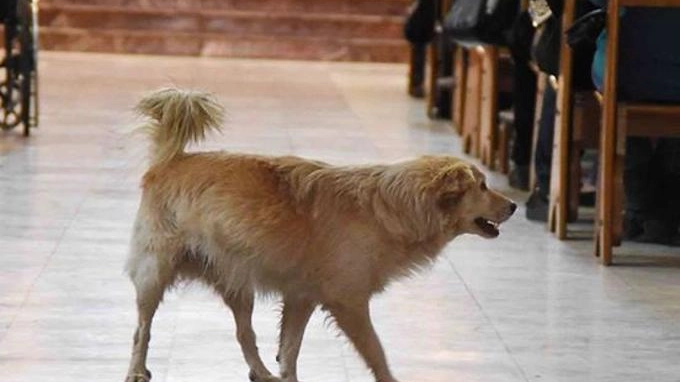 Il cagnolone in chiesa