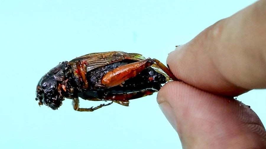 Un grillo Orthoptera cotto (Ansa)