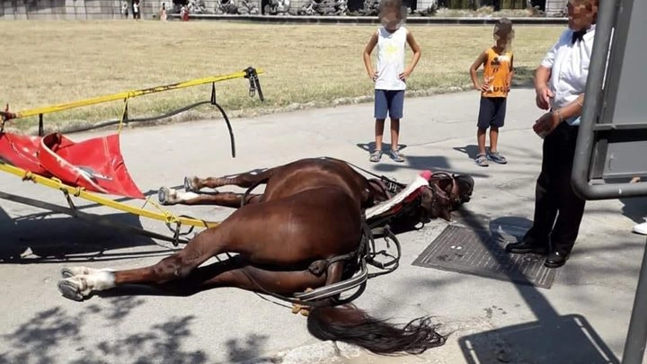 Il cavallo morto alla Reggia di Caserta (dal profilo di Rinaldo Sidoli)