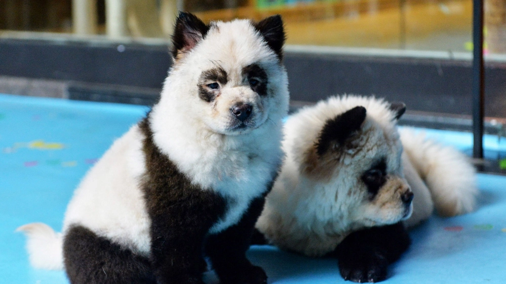 I cani-panda del bar Cute Pet Games, a Chengdu, in Cina - Foto: LaPresse/STR/AFP
