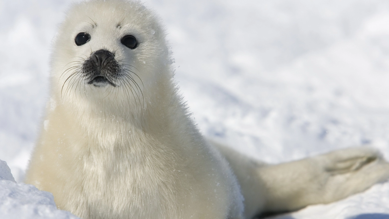 Cucciolo di foca in una foto AFP