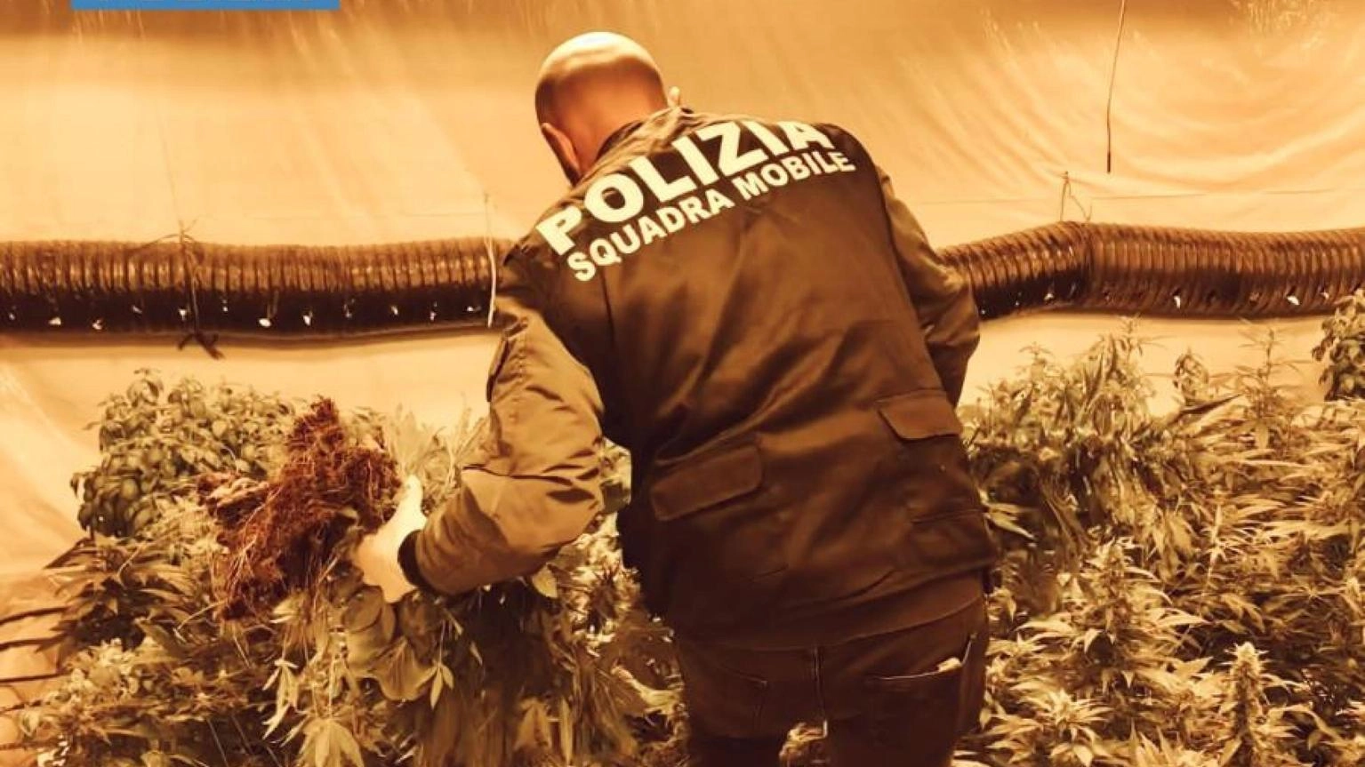 Marijuana in scantinato, sequestrate 1.100 piante nel Nisseno